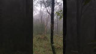 Forest Trail Steep 1 Dense and Hidden #nature #calming #hikinginvictoria #Shorts