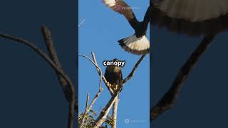 Harpy Eagle  The Rainforest Ruler!