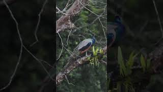 A #beautiful #peacock #perched on a #tree #birds #wildlife #birdsvideo #peacefulmoments #4k