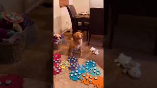 Copper asks for HELP to do TRICKS.