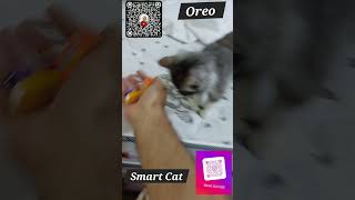 Smrt #fun #cat #cats #catlover #animals #shortvideo #shorts #shortsfeed #explore #funny #funnyshorts