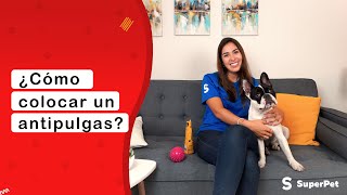 ¿Cómo colocar un antipulgas a tu mascota?