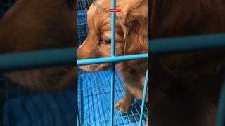 Goldened Retriever #viral #shorts #galiff #abhimonavlogs