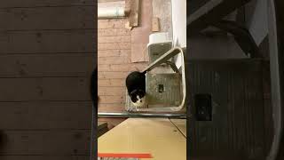 Odessa helping with diy, and by helping we mean, sitting on ladders to cry