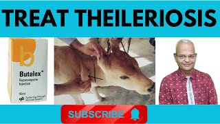 Unraveling Theileriosis in Cattle: Causes, Symptoms, and Diagnosis I GNP Sir