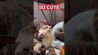 SIBLING RIVALRY # #viralvideo #cat #trending #viralvideos #short #shorts