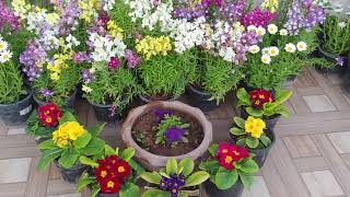 Wow beautiful terrace spring flowers update