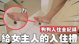 狗狗偶妮入住新家全記錄！現場給了女主人第一份入住禮哈哈哈哈哈…！【VLOG #15】