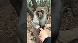 monkey wants keep on eating..he wouldn't stop 🐒🐵😅🤣😂 #funny  #animals #shorts