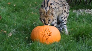 Pumpkin Pandemonium!