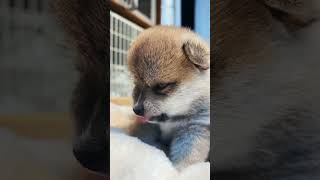 Yawn every time #trending #viralvideo #dog #doglover #pets #shiba #puppy #fypシ゚viral #shorts