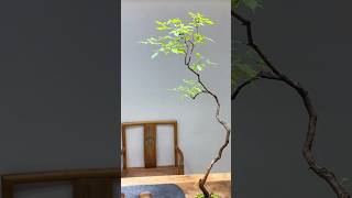 Không gian tuyệt vời #bonsai