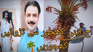 Aj Apni Khajoor Say Turrwai Khajoorein | Qazi Ashfaq Vlogs