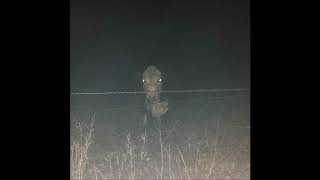 Did You Know That Cows At Night Look Terrifying?