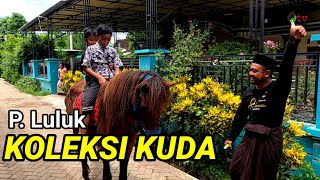 koleksi kuda P. luluk