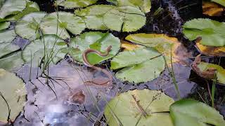 Harmless Brown House Snake and Mildly Venomous Karoo Sand Snake release - Montagu Western Cape South