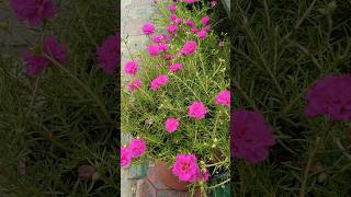 portulaca/9 o clock/moss rose #portuluca #gardenflowerplants #garden #gardening #flowertypes