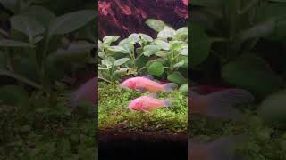 chill with my albino corydoras