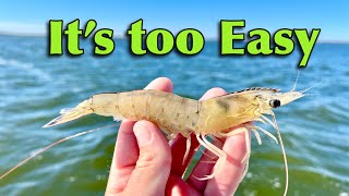 fishing with LIVE SHRIMP…. this is cheating