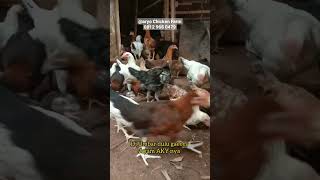 Ayam Kampung Yudistira PS , Bibit Indukan ( @aryochickenfarm679 )