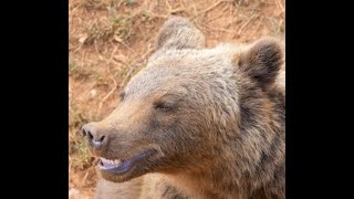 Andreas Keiling's Brown Bear Attack