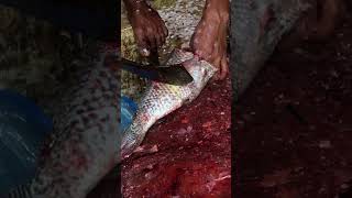 Amazing Big Telapia Cutting Skills | BD fish cutting | Fast fish cutting