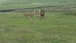 Dog vs lion