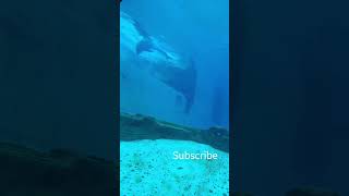 dolphin #shorts #shortvideo