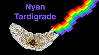 Nyan Tardigrade! Tardigrade Pooping Rainbow under the microscope (High Magnification!!!)