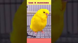 Cute 🥰 budgie eagerly looking his friend with excitement! #birds #viral #parakeet #parrot #shorts