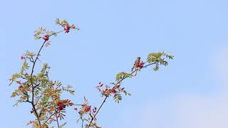 Female bullfinch feeding on Rowan berries