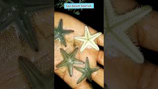 Amazing Sea Beach Starfish ⭐ | #shorts #starfish