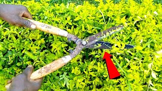 How to Cutting Garden Bigg Scissors cut Garden Grass