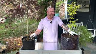 How to Pot Japanese Maple