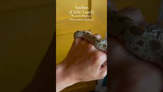 Audius, my ‘Conda morph Western Hognose (Heterodon Nasicus)