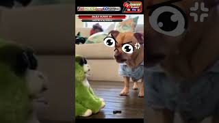 dog short funny video/ dog funny clips/doge shorts