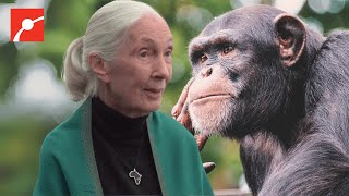 Why Chimpanzees?  Dr. Jane Goodall Story