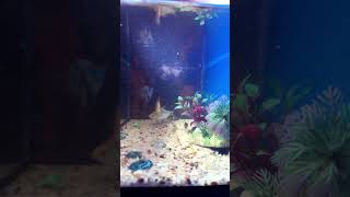 #fishingvideo #aquarium #content #shorts