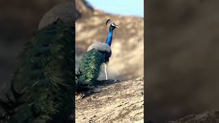 A Beautiful peacock #shorts #birds #calmmusic     #nature