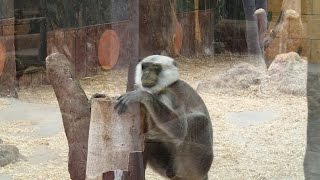 Angry monkey bites - Gray langur attack