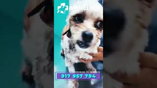 ¿Cirugía para tu mascota? - Veterinaria Animallmed