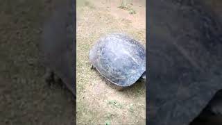 Cat vs Tortoise Srilanka