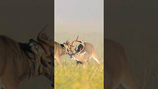 Two Deers Horn Locked #wildanimal #wildlife #deerhornlocked