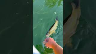 Ultra Clear Water Bass Fishing #angler #bassfishing #pike #fishing #outdoors #sportfishing #nature