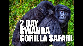 2 Day Gorilla trekking in Rwanda (volcanoes National park)- #Amazing places to visit in Africa.