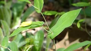 Rich Forests:  Perfoliate Bellwort