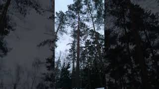 Сосны устремленные в небо Jiant pine trees to the sky