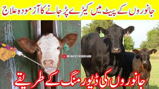 Treatment For Deworming  Of Dairy Animals||Janwaron K Pait Ky Keery Marny Ka Tareeka||Deworming