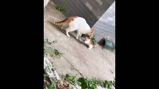 Mama cat finds her kitten outside..