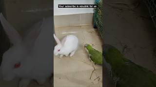 Cute pets at home #yt #trending #rabbit #cute #new #vlog #funny #shorts #status #news #viralvideo